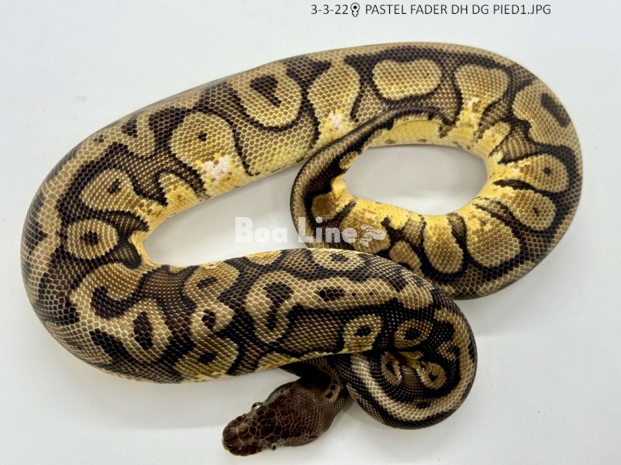 PASTEL FADER DH DG PIED